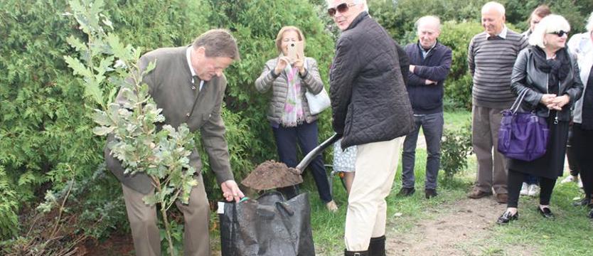 Dąb Jerzego Piosickiego