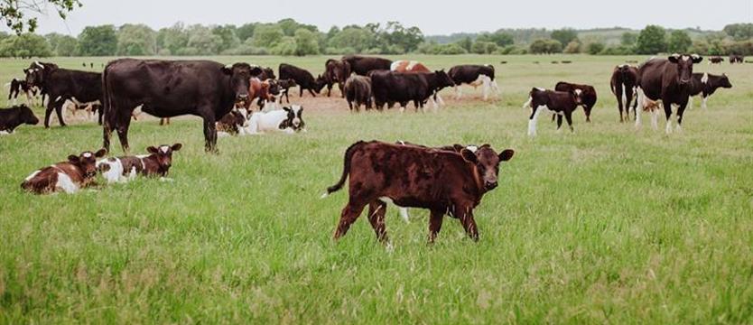 Czarnocin nie dla krów z Deszczna