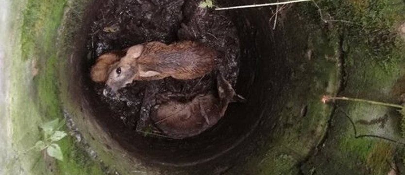 Wyciągnęli dwie sarny i kota z betonowej studni