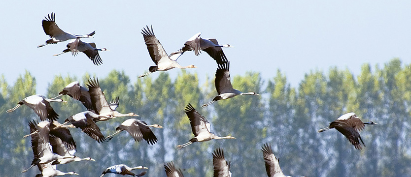 Symbol szczęścia w Brandenburgii