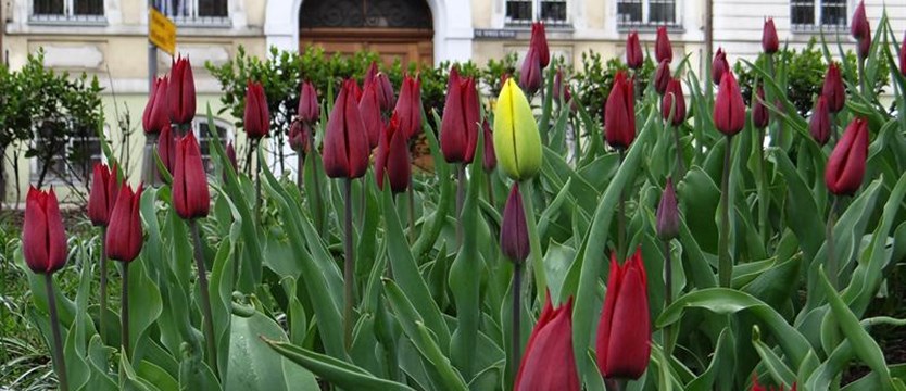 Kolorowe osiedle - czas tulipanów