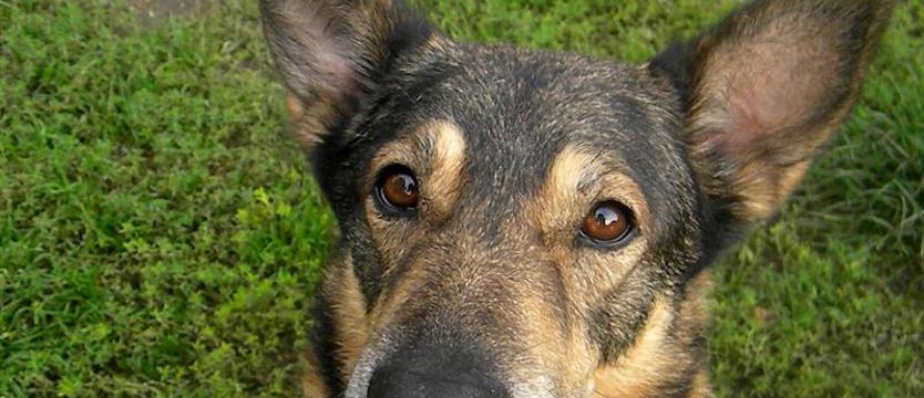 Batman o kociej naturze