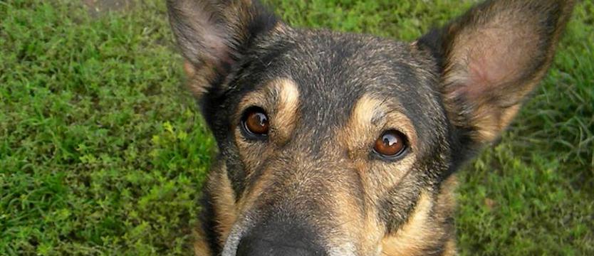 Batman o kociej naturze