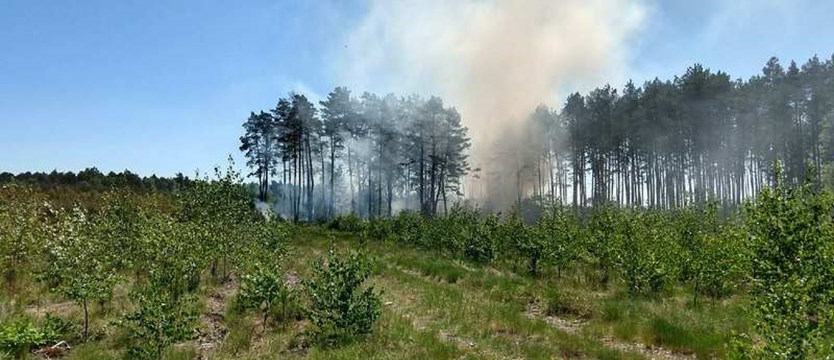 W Zachodniopomorskiem 340 pożarów lasów w 2019 roku
