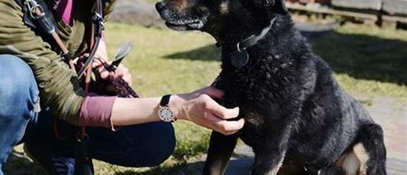 Pieski los Salvy – szmat życia w schronisku