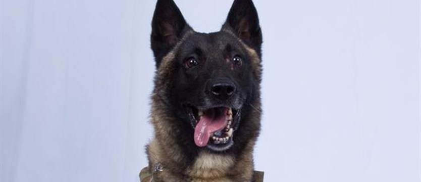 Pies – bohater akcji amerykańskich komandosów