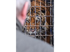 Czy poznańskie ZOO uratuje tygrysy z Koroszczyna?