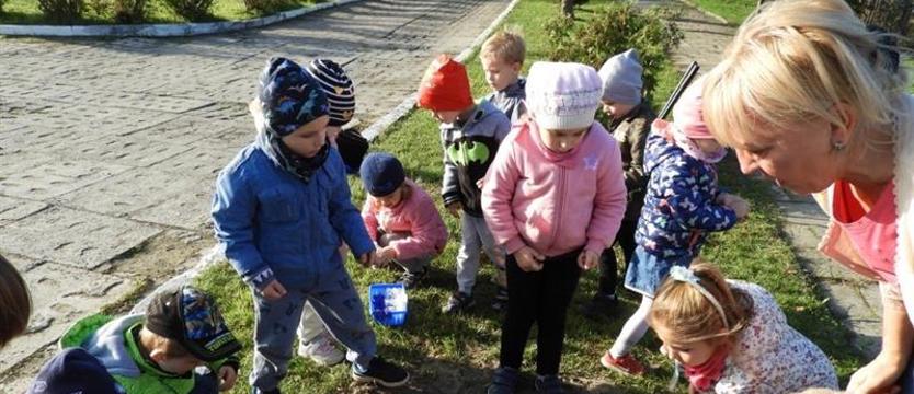 Krokusy w „Zaczarowanym Ołówku”