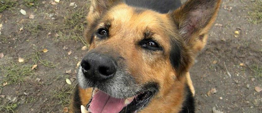 Fokus czeka na (swojego) człowieka