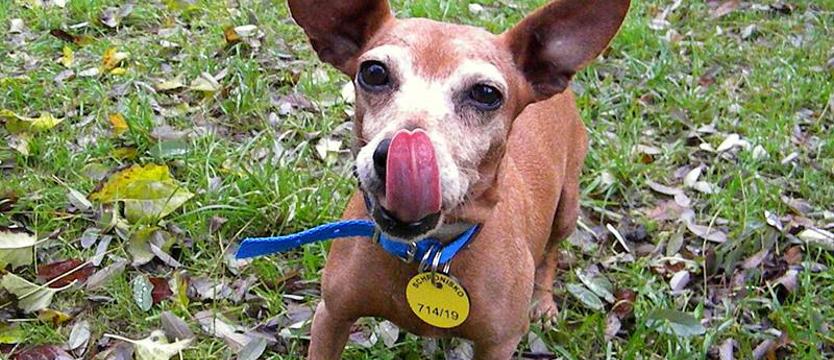 Do schroniska po śmierci opiekuna. Dina w serca potrzebie