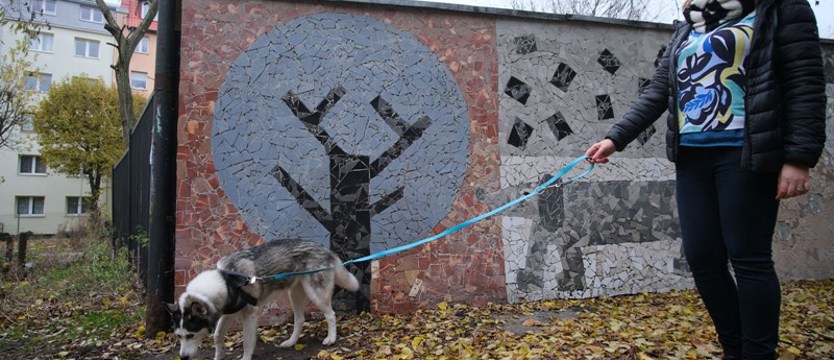 Nowa mozaika ozdabia szczecińskie podwórko