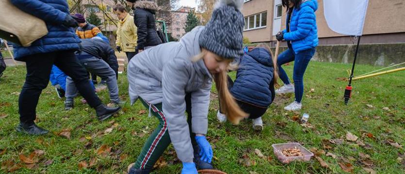 Krokusy przy ul. Stalmacha