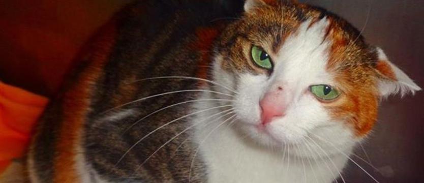 Mruczący pakiet słodyczy