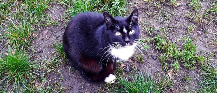 Pingwinek zwany Hip-Hop