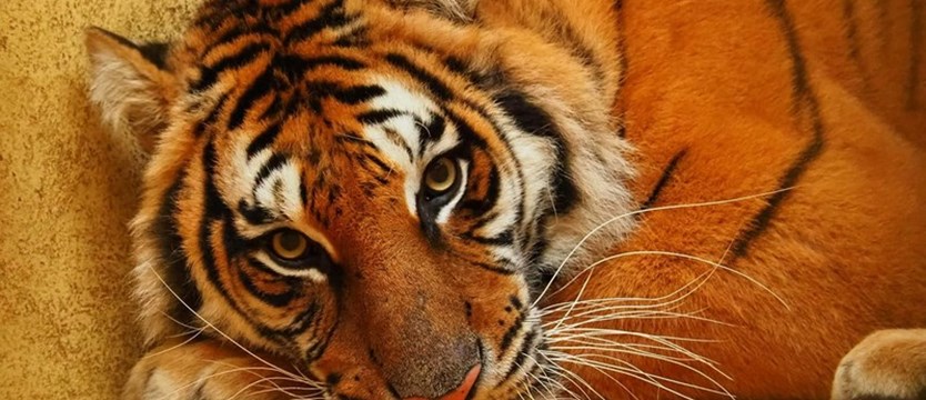 Poznańskie zoo: Jest zgoda na wyjazd 5 tygrysów do azylu w Hiszpanii