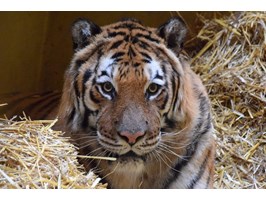 Poznańskie zoo: Jest zgoda na wyjazd 5 tygrysów do azylu w Hiszpanii