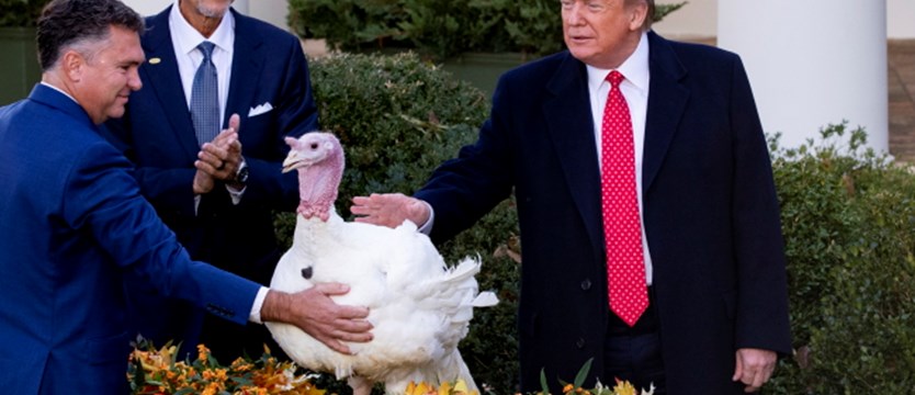 Trump ułaskawił indyki przed Świętem Dziękczynienia