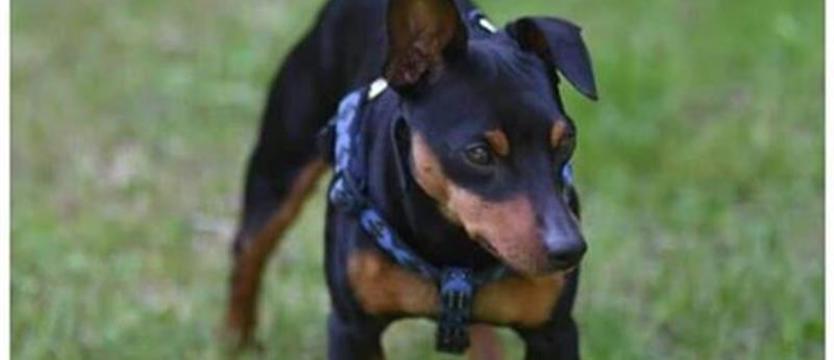 Robin, gdzie jesteś? Weronika szuka zaginionego przyjaciela