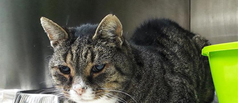 Szaruś, czyli czekanie na cud