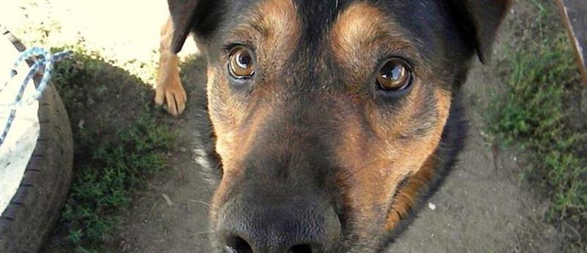 Postaw na Jockera i weź go „Kurierem” do domu