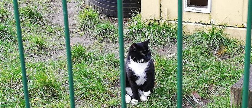 Uchwała ponad politycznymi podziałami. Gmina łaskawa dla zwierząt