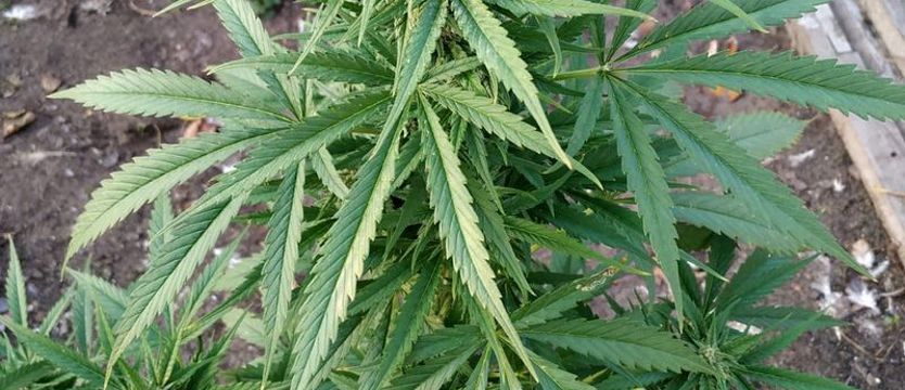 Zlikwidowali uprawę marihuany w Szczecinie. Plantator sam zaprosił policjantów