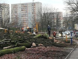 Jakie będą standardy zieleni w Szczecinie