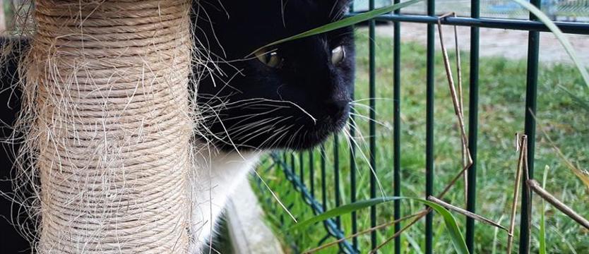 Maciuś, Pingwinek i spółka