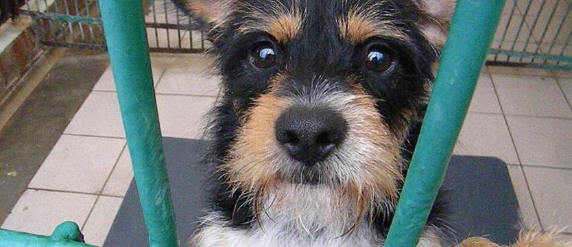 Żywioł zwany Ciapkiem