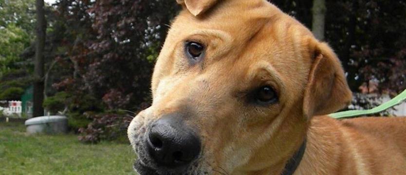 Schronisko jak sklep? Spór o adopcyjne niedziele