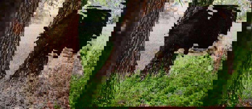 Dzikie krowy z Deszczna. Jednak nie trafią na ubój