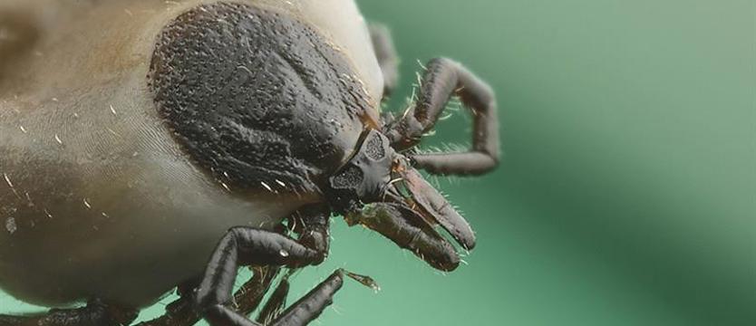 Kleszcze w styczniu. Stają się coraz bardziej aktywne