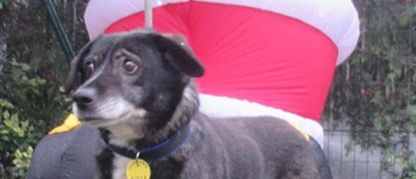 Poczciwy siwy Grześ