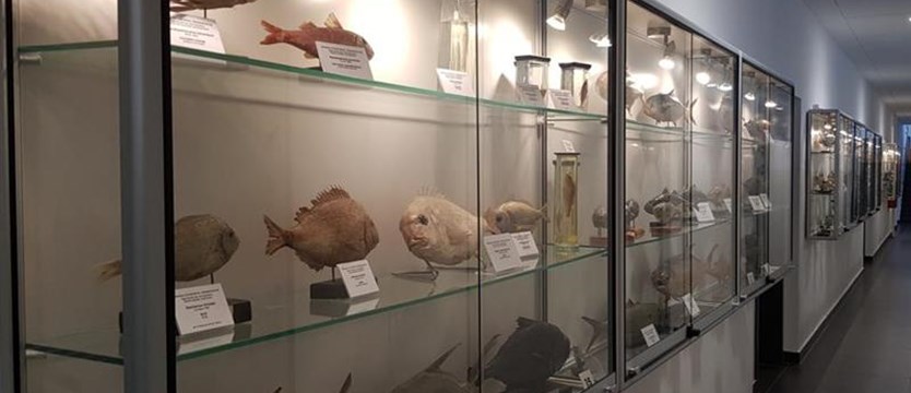 Muzeum Ichtiologiczne powstało na ZUT
