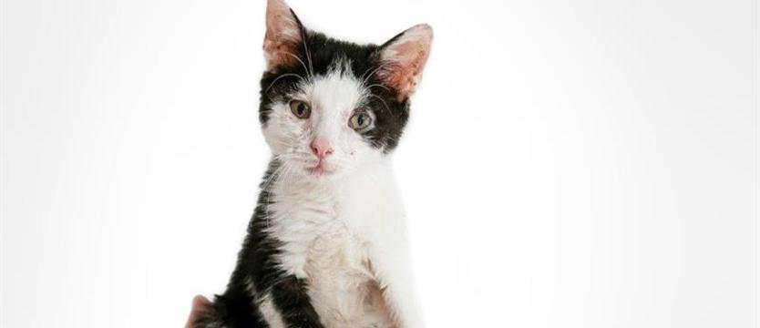 Święto nie tylko Ich Wysokości