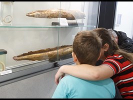 Otworzyli Muzeum Ichtiologiczne na ZUT. Wystawy i unikatowe gatunki