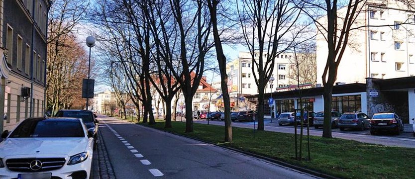 Drzew przy alei Jana Pawła II w Kołobrzegu nie da się uratować