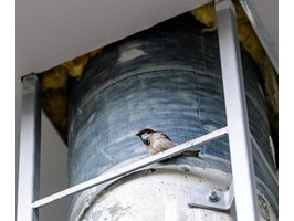 Oko na ptaki w mieście. Od 1 marca pod specjalną ochroną
