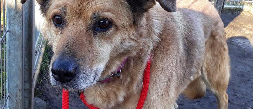 Bezka – łezka na zakręcie