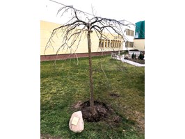 Drzewko dla zespołu szpitala „Zdroje”. Za ratunek i opiekę nad Michasiem