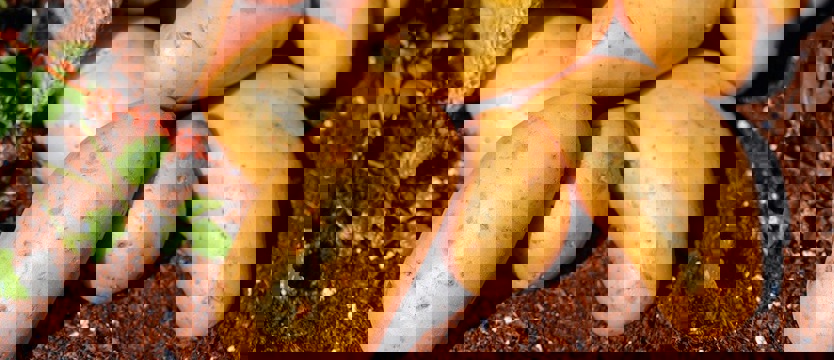 Ziemniaki są coraz droższe. Czasem nawet o 28 procent