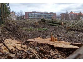 Reakcje na zniszczenie zielonej oazy przy ul. Janosika