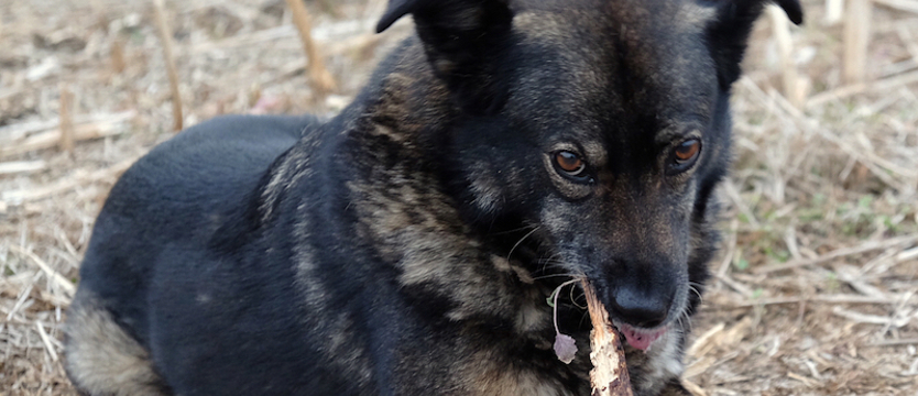 Do 1 marca czekamy na zdjęcia superpsiaków