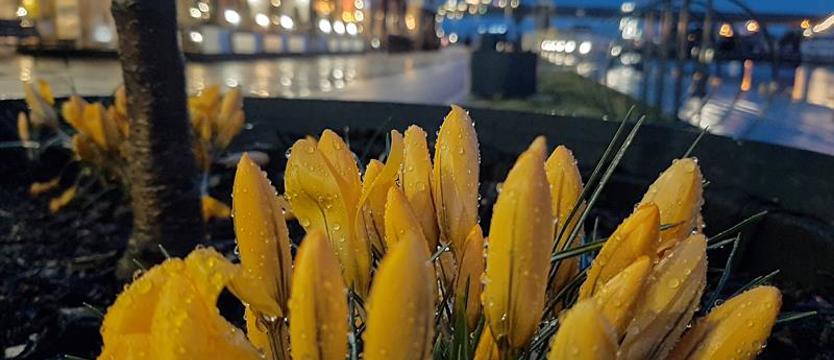 Rusza kolejny konkurs. Czekamy na krokusowe kadry!