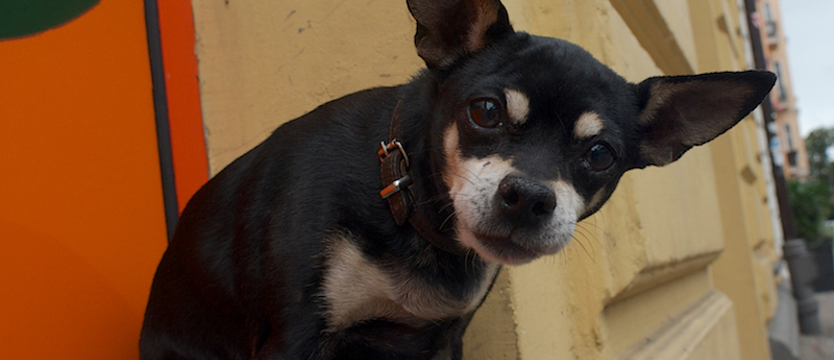 Można głosować na Superpsiaka 2020