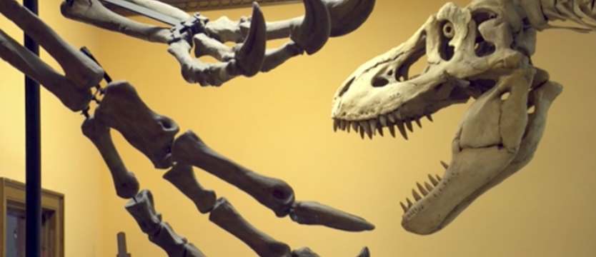 Polscy naukowcy odkryli prawdziwe pochodzenie dinozaurów