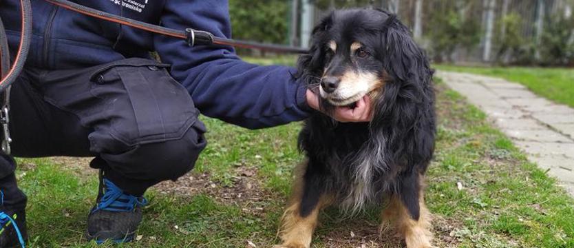 Kłapouchy jak Cykor