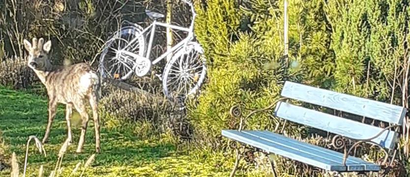 Ogród, który uzdrawia