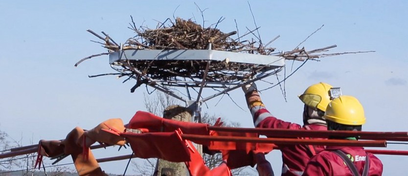 Energa wita bociany