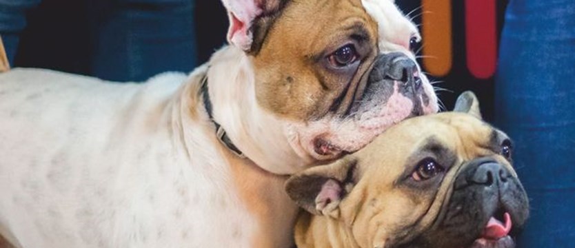 Po badaniach tysięcy próbek: Psy i koty nie przenoszą koronawirusa
